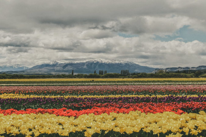 campo de tulipanes trevelin