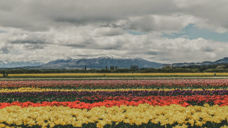 campo de tulipanes trevelin