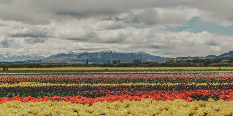 campo tulipanes trevelin (1) campo de tulipanes trevelin